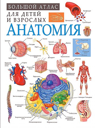 Спектор А. Анатомия /Большой атлас для детей и взрослых/АСТ